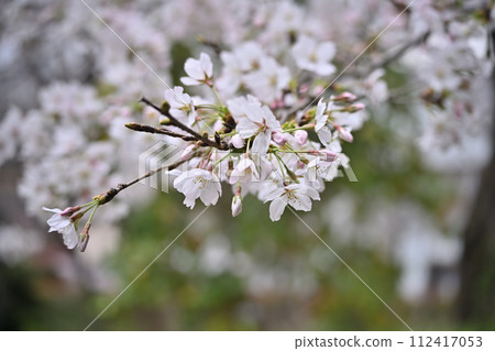 Various types of cherry blossoms Various types of cherry blossoms 112417053