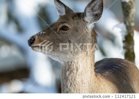 鹿在雪地裡盯著你 鹿在雪地裡盯著你 112417121