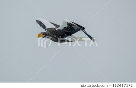 斯特勒的海鷹在暴風雪中飛行 112417171