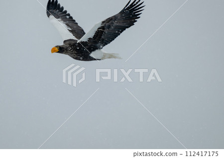 Steller's sea eagle flying in a snowstorm 112417175