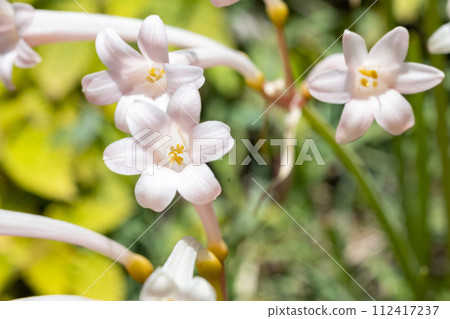 Yokosuka 243 Kirtansus 112417237