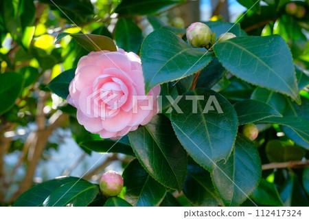 Maiden camellia in full bloom 112417324