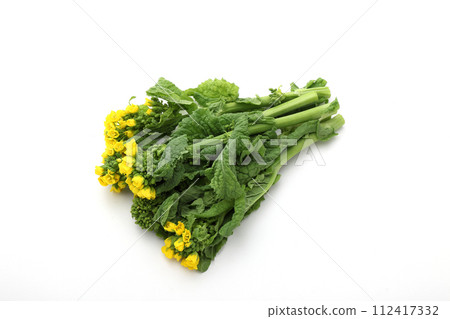 油菜花 油菜花 112417332