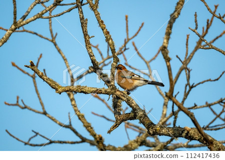 日本松鴉棲息在樹枝上 日本松鴉棲息在樹枝上 112417436