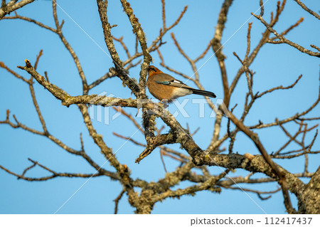 日本松鴉棲息在樹枝上 112417437