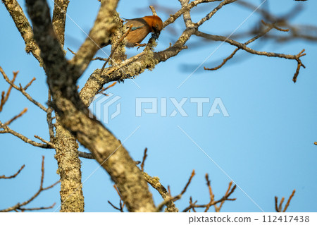 日本松鴉棲息在樹枝上 日本松鴉棲息在樹枝上 112417438
