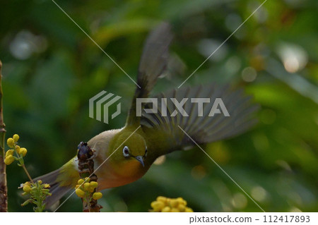 White-eye 112417893