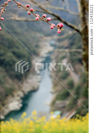 小步危峽谷的油菜花和梅花預示著春天的到來 112418221