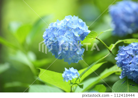 Sanzenin繡球花 Sanzenin繡球花 112418444