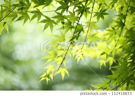 Fresh green maple Fresh green maple 112418653