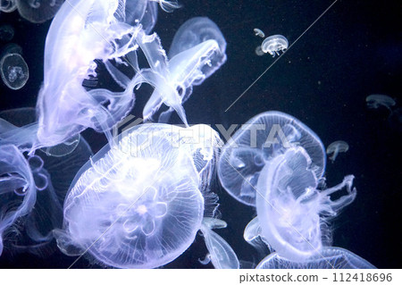 Jellyfish floating in the aquarium Jellyfish floating in the aquarium 112418696