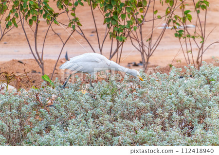 Western cattle egret (Bubulcus ibis) in winter plumage hunting for insects. 112418940