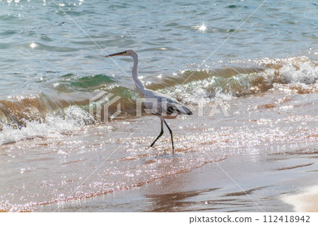 White Western Reef Heron (Egretta gularis) at Sharm el-Sheikh beach, Sinai, Egypt 112418942