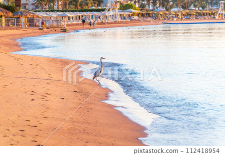 Gray heron fishing on the beach of the Red Sea. Naama Bay beach, Sharm El Sheikh, Egypt Gray heron fishing on the beach of the Red Sea. Naama Bay beach, Sharm El Sheikh, Egypt 112418954