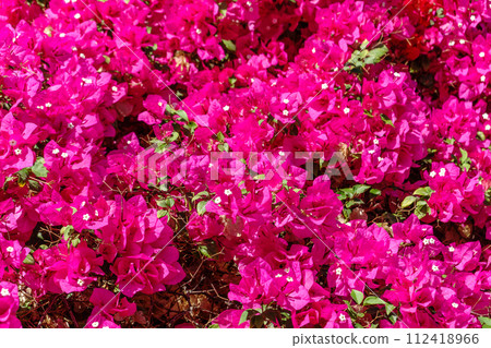 Bougainvillea, Paper flower Bougainvillea hybrida soft focus with blurry background Bougainvillea, Paper flower Bougainvillea hybrida soft focus with blurry background 112418966
