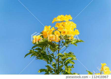 Tecoma stans yellow flowers close-up, yellow trumpetbush, yellow bells, yellow elder, green leaves, blue sky background, beautiful flower texture Tecoma stans yellow flowers close-up, yellow trumpetbush, yellow bells, yellow elder, green leaves, blue sky background, beautiful flower texture 112418967