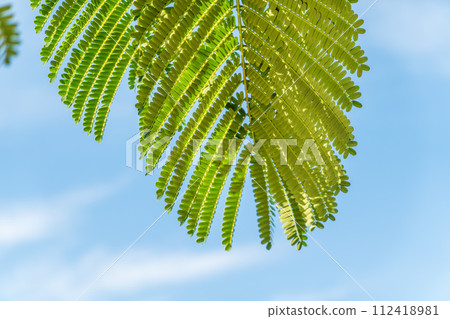 Acacia leaves on the blue sky background in summer sunshine. Acacia leaves on the blue sky background in summer sunshine. 112418981