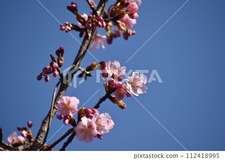 深粉色的早開櫻花在藍天的襯托下熠熠生輝 深粉色的早開櫻花在藍天的襯托下熠熠生輝 112418995