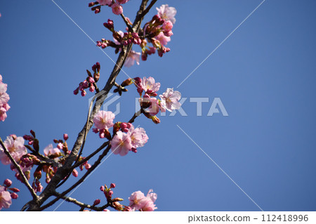 深粉色的早開櫻花在藍天的襯托下熠熠生輝 深粉色的早開櫻花在藍天的襯托下熠熠生輝 112418996