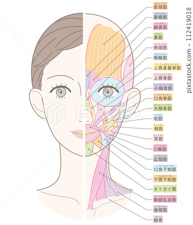 Muscles around the face and neck, beauty touch, name included (no blush) 112419018