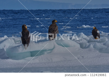 St. Pear St. Pear 112419061