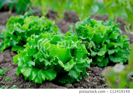 Batavia lettuce isolated on white background. Fresh green salad leaves from garden 112419149