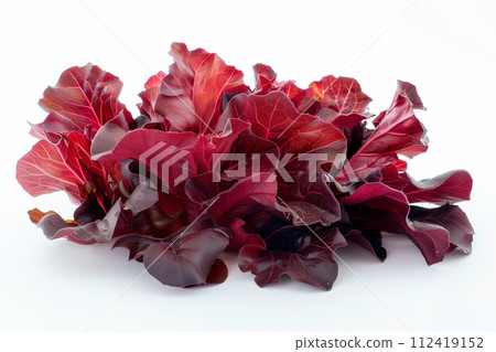 Radicchio rosso or red leaf lettuce isolated on white background. Fresh green salad leaves from garden 112419152