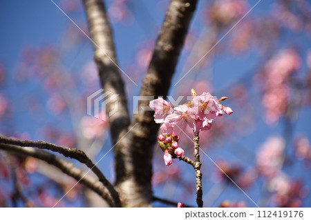 早開的深粉紅修善寺冬櫻花 112419176