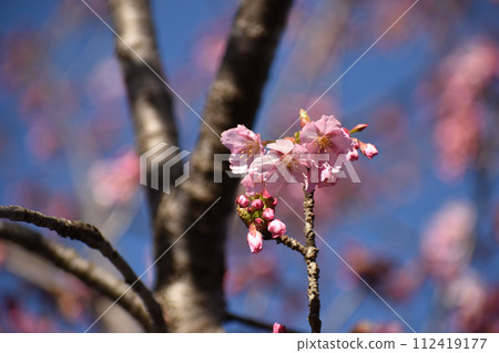 早開的深粉紅修善寺冬櫻花 早開的深粉紅修善寺冬櫻花 112419177