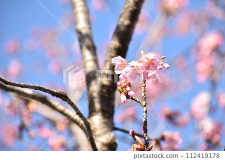 早開的深粉紅修善寺冬櫻花 早開的深粉紅修善寺冬櫻花 112419178