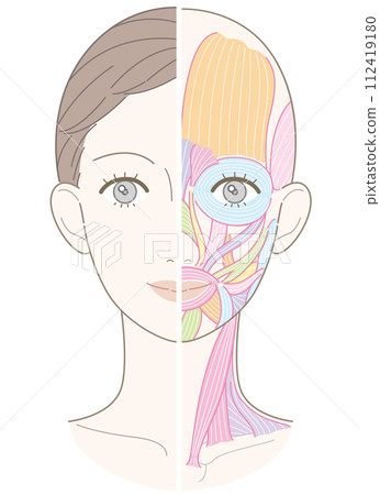 Face and neck muscles Beauty touch No name No cheek 112419180