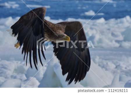 White-tailed eagle 112419211