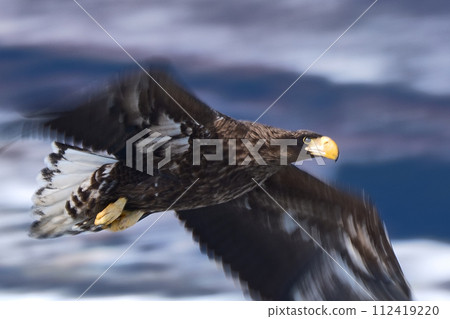 White-tailed eagle 112419220