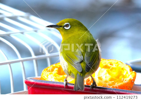 White-eye 112419273
