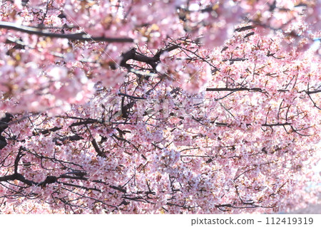 河津櫻花盛開 112419319