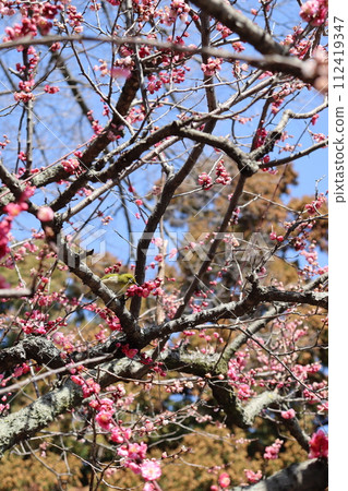 Jonangu Shrine, Fushimi Ward, Kyoto City, Weeping Plum, Camellia, March, Goshuin, Goshuin Book, Shrine Visit, Kintetsu Kyoto Line, White-eye Jonangu Shrine, Fushimi Ward, Kyoto City, Weeping Plum, Camellia, March, Goshuin, Goshuin Book, Shrine Visit, Kintetsu Kyoto Line, White-eye 112419347