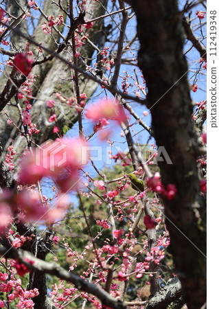 城南宮, 伏見區, 京都市, 垂梅, 山茶花, 三月, 禦朱印, 禦朱印書, 參拜神社, 近鐵京都線, 白眼 城南宮, 伏見區, 京都市, 垂梅, 山茶花, 三月, 禦朱印, 禦朱印書, 參拜神社, 近鐵京都線, 白眼 112419348