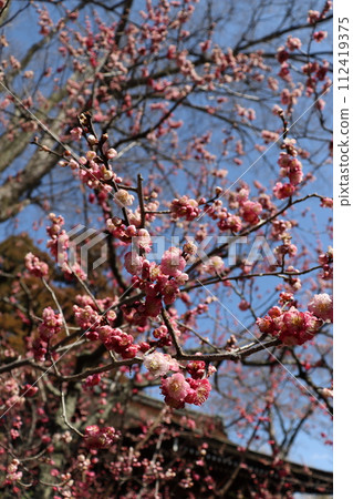 Jonangu Shrine, Fushimi Ward, Kyoto City, Weeping Plum, Camellia, March, Goshuin, Goshuin Book, Shrine Visit, Kintetsu Kyoto Line, White-eye 112419375