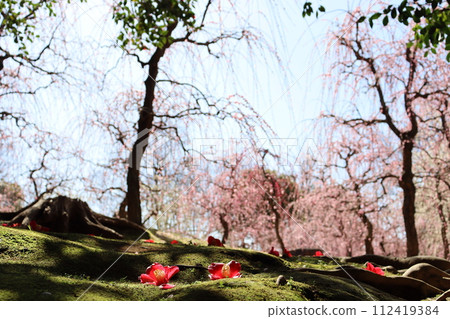 Jonangu Shrine, Fushimi Ward, Kyoto City, Weeping Plum, Camellia, March, Goshuin, Goshuin Book, Shrine Visit, Kintetsu Kyoto Line, White-eye Jonangu Shrine, Fushimi Ward, Kyoto City, Weeping Plum, Camellia, March, Goshuin, Goshuin Book, Shrine Visit, Kintetsu Kyoto Line, White-eye 112419384