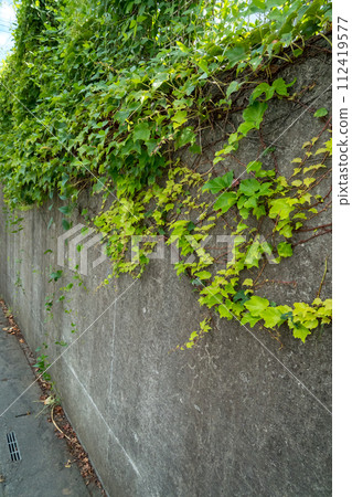 ivy, wall, walls 112419577