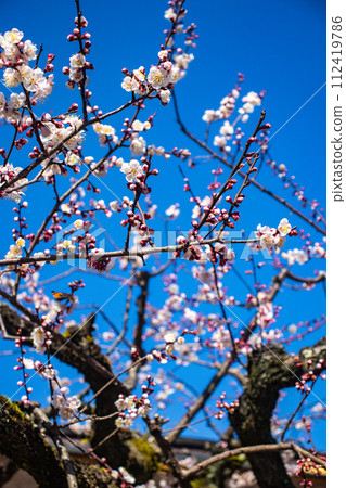 【京都風景】北野地區,美麗的梅花等待春天 【京都風景】北野地區,美麗的梅花等待春天 112419786