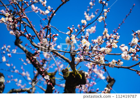 【京都風景】北野地區,美麗的梅花等待春天 【京都風景】北野地區,美麗的梅花等待春天 112419787