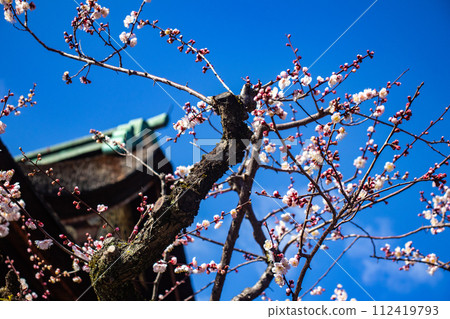 【京都風景】北野地區，美麗的梅花等待春天 112419793