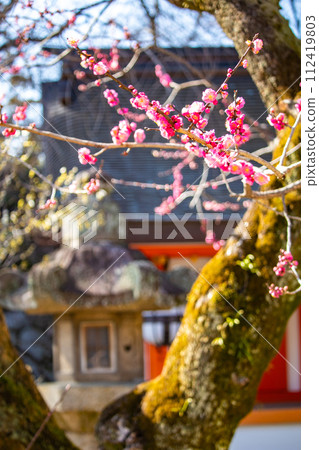 【京都風景】北野地區，美麗的梅花等待春天 112419803