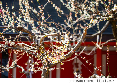 [Kyoto Scenery] Kitano area, the pretty plum blossoms waiting for spring 112419807