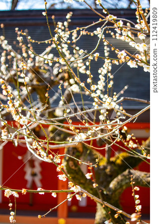 [Kyoto Scenery] Kitano area, the pretty plum blossoms waiting for spring 112419809