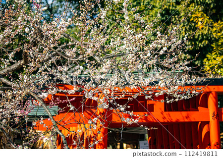 [Kyoto Scenery] Kitano area, the pretty plum blossoms waiting for spring 112419811