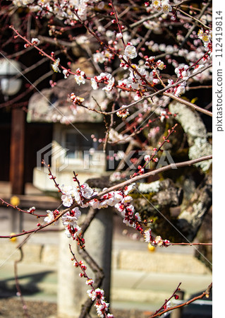 【京都風景】北野地區，美麗的梅花等待春天 112419814