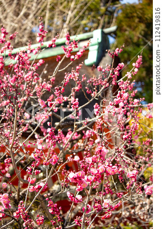 [Kyoto Scenery] Kitano area, the pretty plum blossoms waiting for spring 112419816