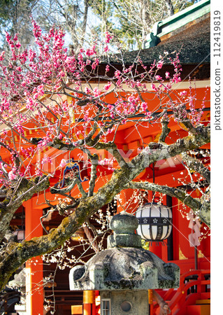 [Kyoto Scenery] Kitano area, the pretty plum blossoms waiting for spring 112419819